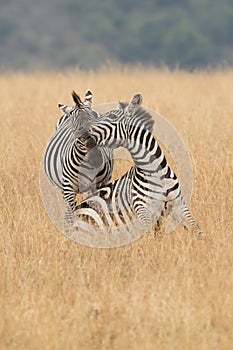 African plains zebra on the dry brown savannah grasslands browsing and grazing.