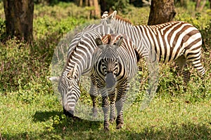 African plains zebra on the dry brown savannah grasslands browsing and grazing.