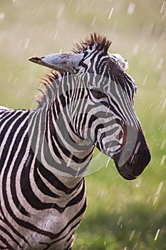 African plains zebra on the dry brown savannah grasslands browsing and grazing.