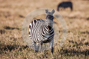 African plains zebra on the dry brown savannah grasslands browsing and grazing.