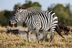 African plains zebra on the dry brown savannah grasslands browsing and grazing.