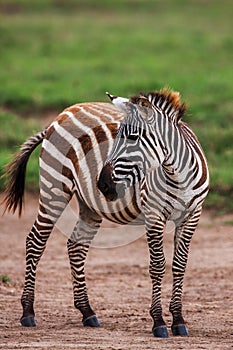 African plains zebra on the dry brown savannah grasslands browsing and grazing