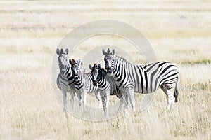 African plains zebra family on the dry brown savannah grasslands