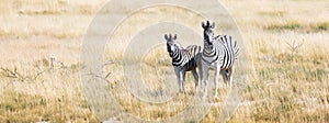 African plains zebra family on the dry brown savannah grasslands