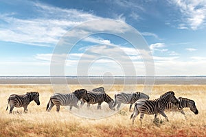 African plains zebra family on the dry brown savannah grasslands