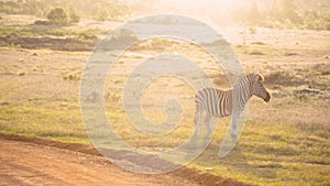 An African plains zebra grazes at golden hour