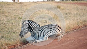 An African plains zebra rolls around in the dust