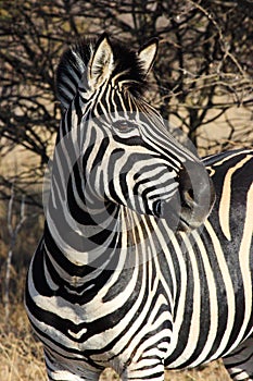African Plains Zebra In The Wild Equus quagga