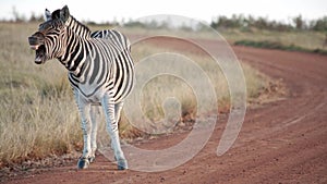 An African plains zebra yawns and shakes off dust while standing on a dirt road