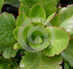 African plant with succulent leaves (Kalanchoe sp., Crassulaceae