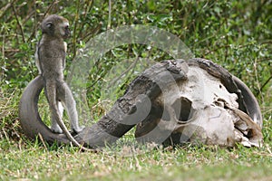 African Playground