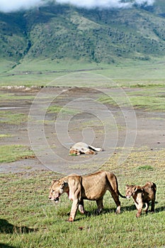 African predators in Ngorongoro, lioness and cub.