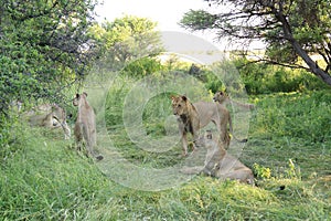 African pride of lions, central kalahari desert botswana