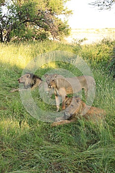 African pride of lions, central kalahari desert botswana