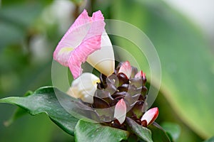 African Princess Costus louisii, buds and flower