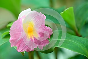 African Princess Costus louisii, pink and yellow flower