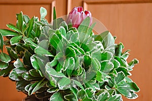 African protea in green foliage