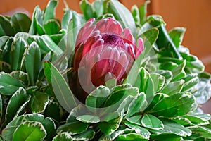 African protea in green foliage