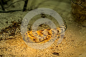 African Puff Adder Snake photo