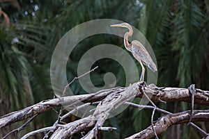 African purple Heron standing on a tree branch