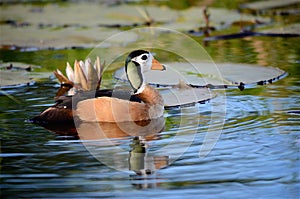 An African Pygmie Goose on the Chobe River, Botswana