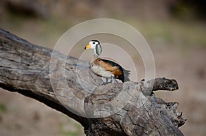 An African Pygmie Goose Perching on the Chobe River, Botswana