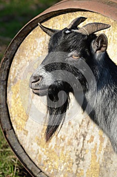 African Pygmy Billy Goat