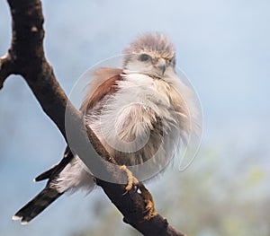 The african pygmy falcon