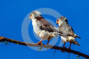 African Pygmy Falcon