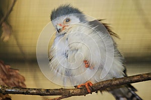 African pygmy-falcon