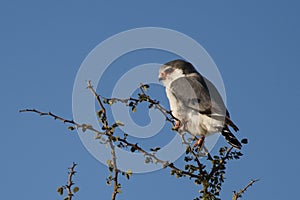 African pygmy falcon, Namibia photo