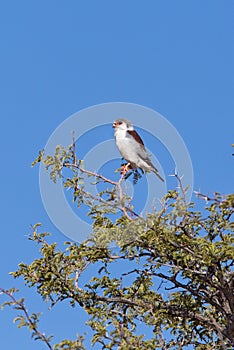 African Pygmy Falcon perched in an Acacia tree