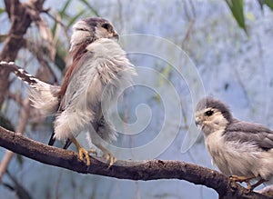 African pygmy falcons
