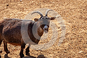 African pygmy goat. Funny and beautiful ungulate animal