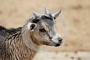 African pygmy goat kid