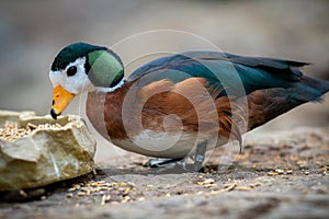 African pygmy goose