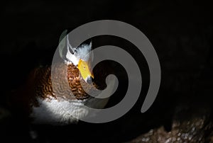 African Pygmy Goose