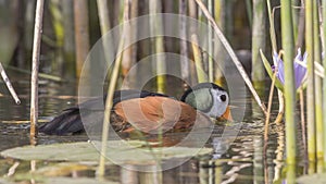 African Pygmy Goose Eating Weed