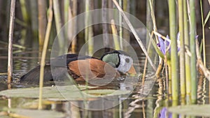 African Pygmy Goose Feeding in Lake