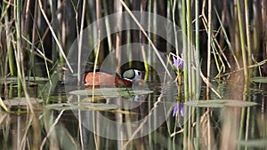 African Pygmy Goose Feeding with Weed