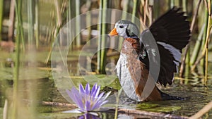 African Pygmy Goose Fluttering