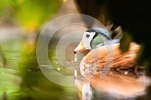 African Pygmy Goose (Nettapus auritus)