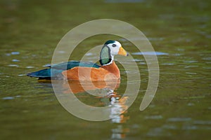 African pygmy goose swimming in water