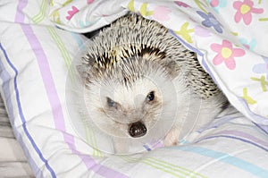 African pygmy hedgehog