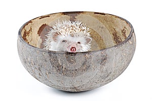 African pygmy hedgehog