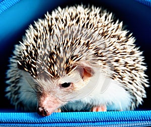 African pygmy hedgehog