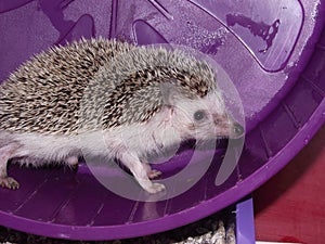 African pygmy hedgehog photo