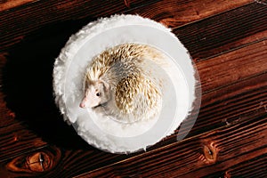 African pygmy hedgehog, albino