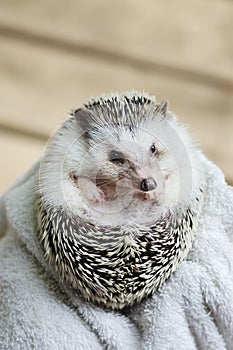 African pygmy hedgehog