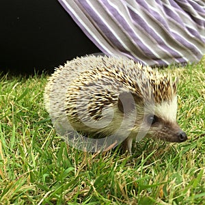 African Pygmy Hedgehog In Grass